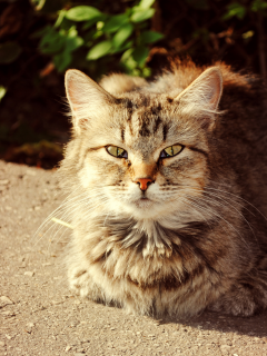 солнечный кот, осень, кошки, кот