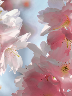 beauty, весна, pink, blossoms, tender, cherry, sky, spring, petals, sakura, flowers