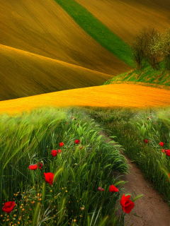 view, landscape, flowers, scenery, trees, field, nature, path, поле, colors, grass, poppies