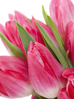 яркие, pink, tulips, flowers, bouquet, цветы, beauty, bright, тюльпаны