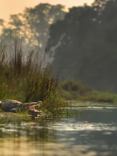 национальный парк читван, непал, река, крокодил