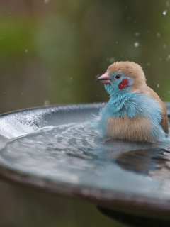 птичка, фонтан, вода, брызги, купается