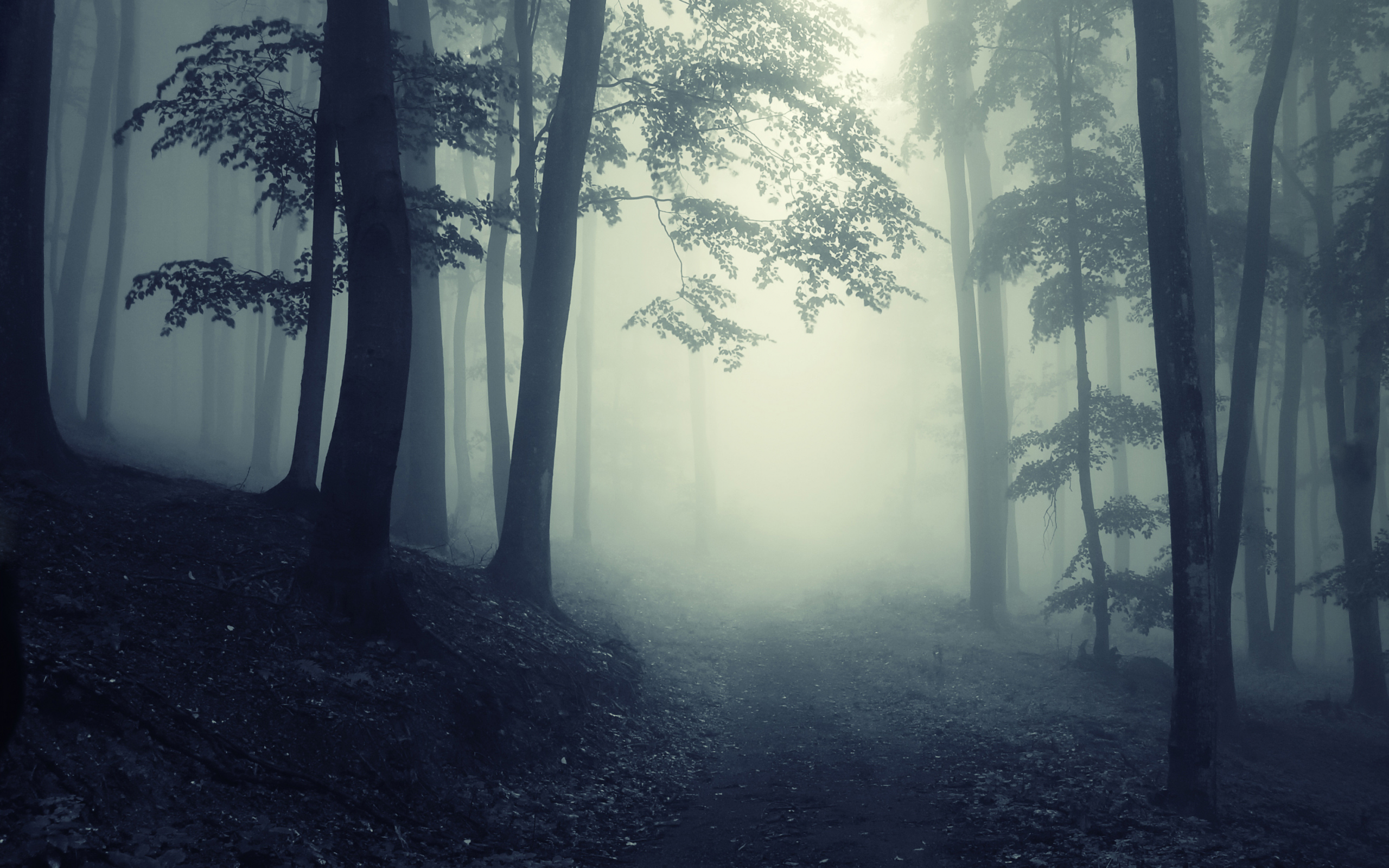 road, deep, леса, nature, foggy, creepy, misty, forest, глубокие, trees, landscape