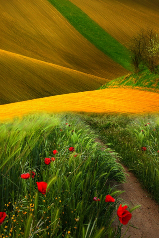 view, landscape, flowers, scenery, trees, field, nature, path, поле, colors, grass, poppies