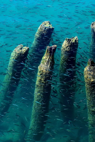 dock, wood, remains, water, fish, blue, ohrid, lake