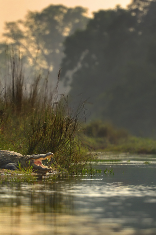 национальный парк читван, непал, река, крокодил