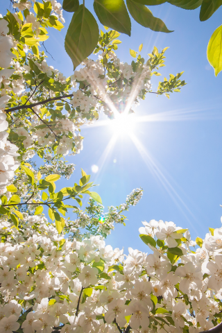 весна, цветы, дерево, солнце