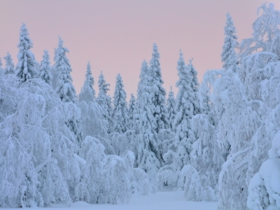 зима, елки, снег, деревья