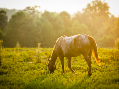 солнце, трава, конь, лошадь, зелень, животные, луг