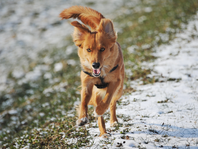 пёс, бежит, животное, взгляд, трава, снег