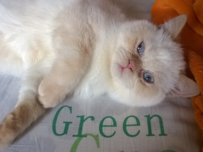 кот, настроение, британец, green