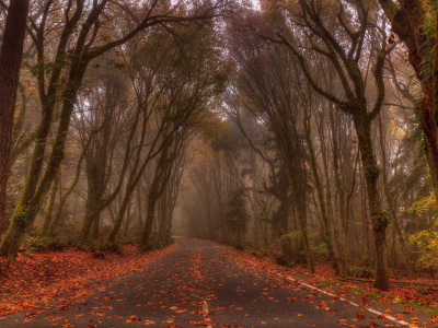 дорога, осень, туман, лес