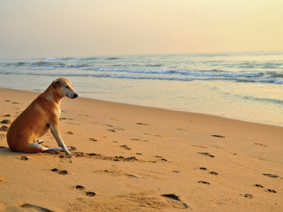 собака, солнечные ванны, море. волны, песок, пляж, следы