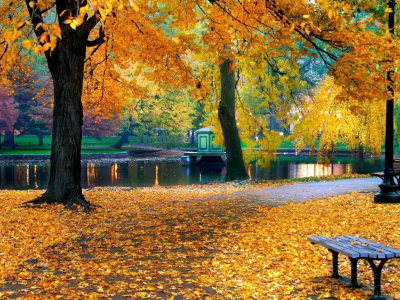 пруд, природа, листва, осень, парк, деревья