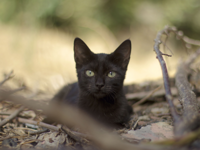 черная, кошка, листья, взгляд, ветки
