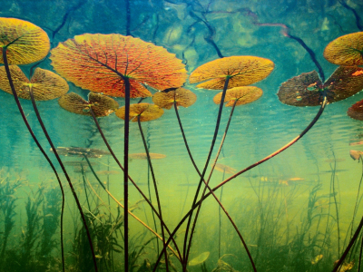 растения, водоросли, вода, подводный мир, глубина