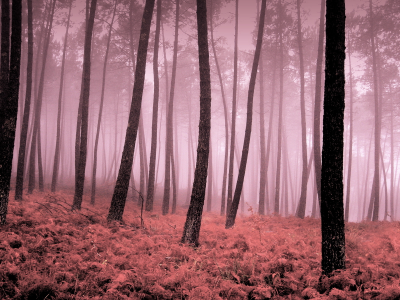 туман, деревья, осень, листья