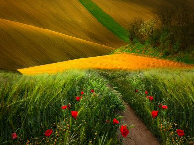 view, landscape, flowers, scenery, trees, field, nature, path, поле, colors, grass, poppies