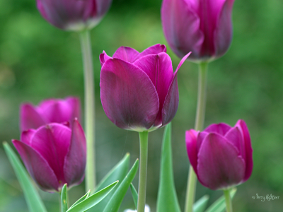 фиолетовые, тюльпаны, весна, сад, макро