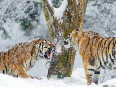 хищник, пара, большая кошка, амурский тигр, снег, клыки