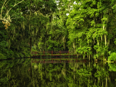 charleston, чарлстон, magnolia gardens, сады магнолий, south carolina