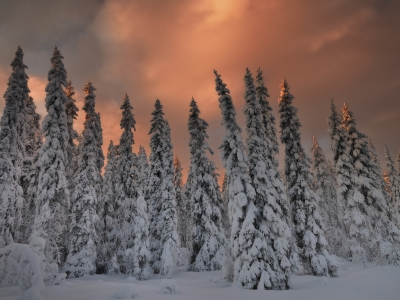 елки, зима, вечер, снег, лес