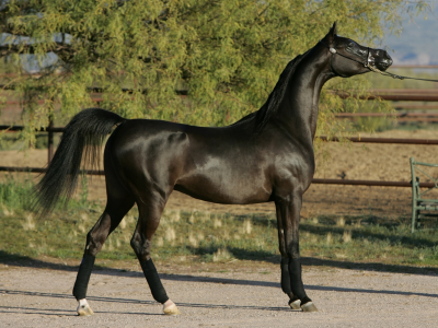 конь, арабская лошадь, жеребец