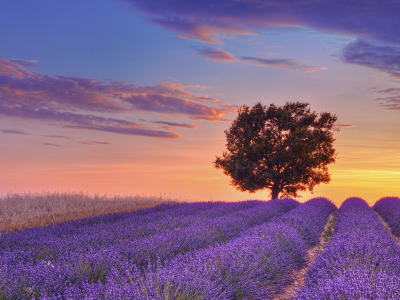 valensole, alpes-de-haute-provence, france, field, lavender, tree, валансоль, sunset