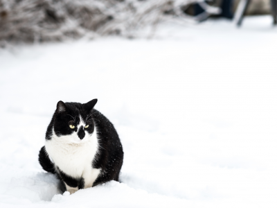 снег, белая, сидит, кошка, черная, зима