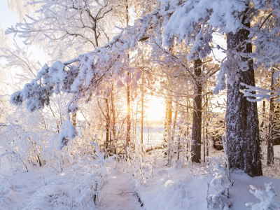 лес, деревья, зима, снег, солнце