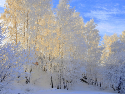 деревья, лестница, зима, снег, иней, берёзы, красота