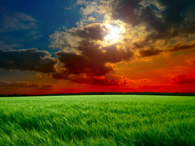 закат, небо, солнце, лучи, облака, тучи, поле, колосья, зеленые, трава