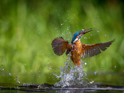 птица, вода, alcedo atthis, kingfisher, обыкновенный зимородок