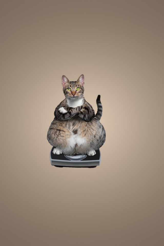 весы, минимализм, кошка, сидит, животное, кот, толстый