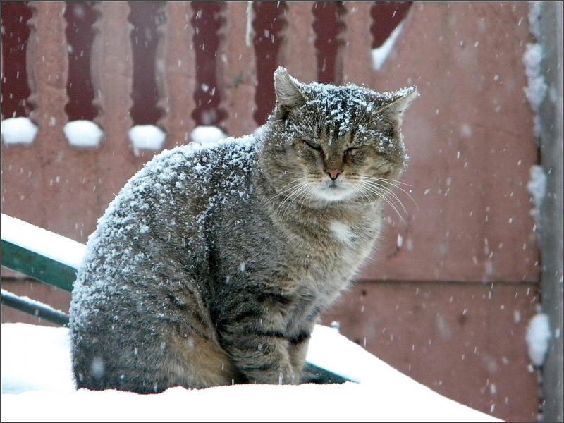 кот, зима, серый, снегопад, большой