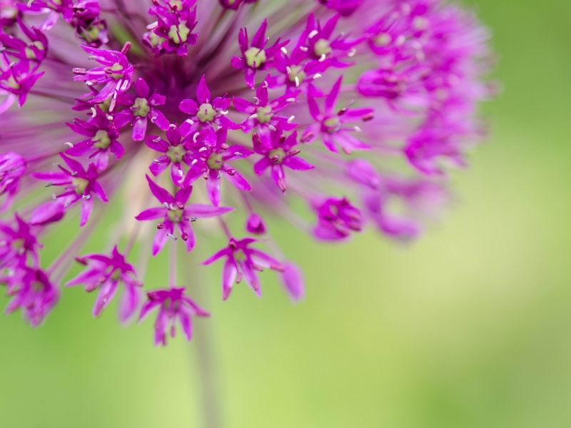 розовый, цветочек, цветы, макро, цветочки, flower