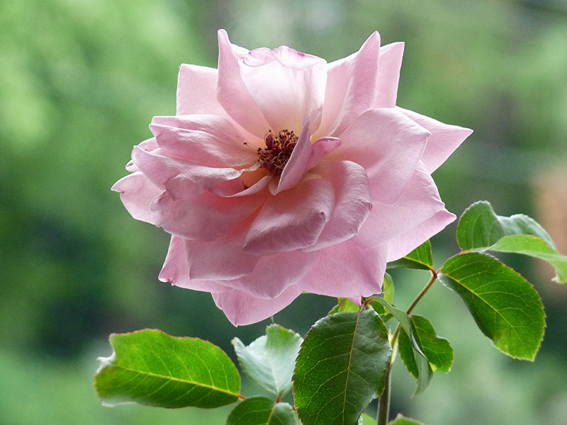 листья, роза, чайная, розовая, фон