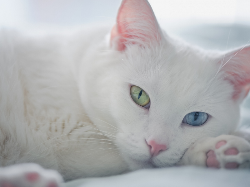 мордочка, разные глаза, белый кот, взгляд