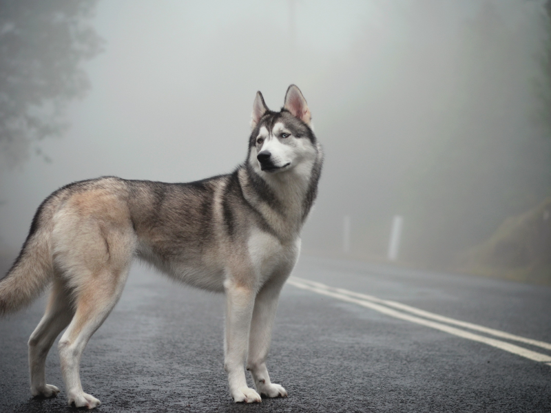 siberian husky, mist, fog