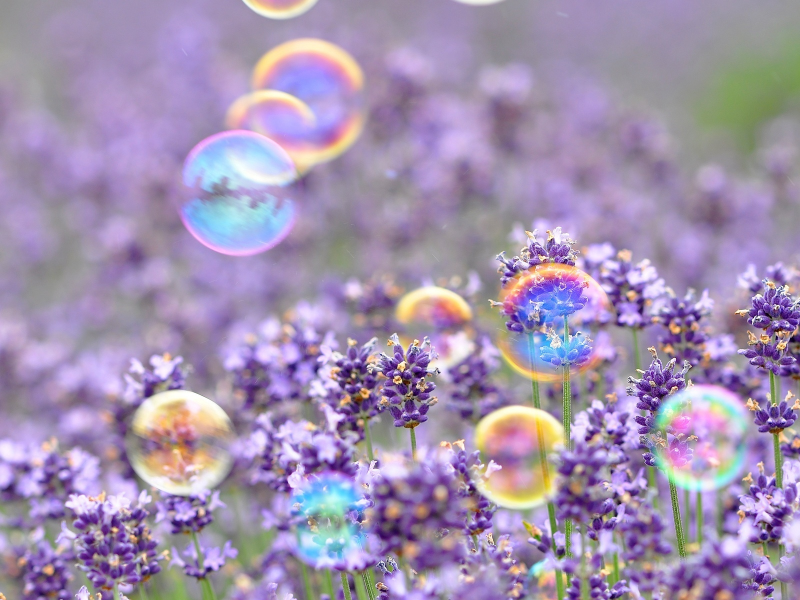 мыльные пузыри, настроения, цветы, цветочки
