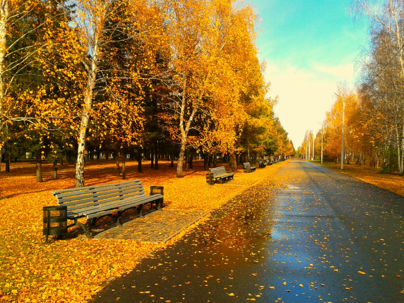 вечер , листва, листья, скамейка, вечер, парк 