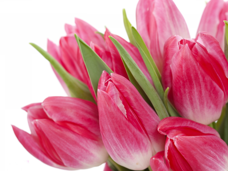 яркие, pink, tulips, flowers, bouquet, цветы, beauty, bright, тюльпаны