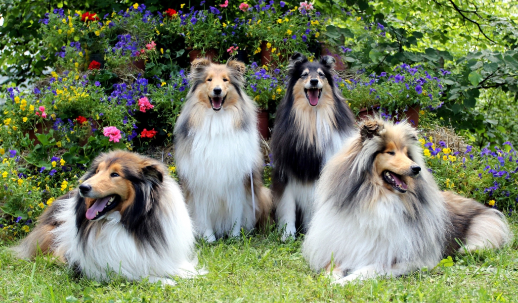 собаки, группа, трава, цветы