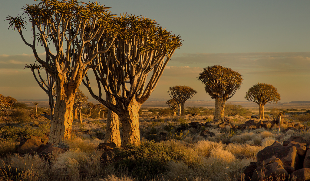 Намибия, Африка, закат, деревья, камни, трава