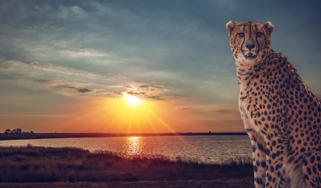 гепард, дикая кошка, саванна, озеро, закат