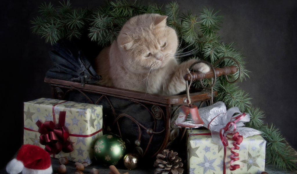 Merry Christmas, с праздником, кошка, подарки