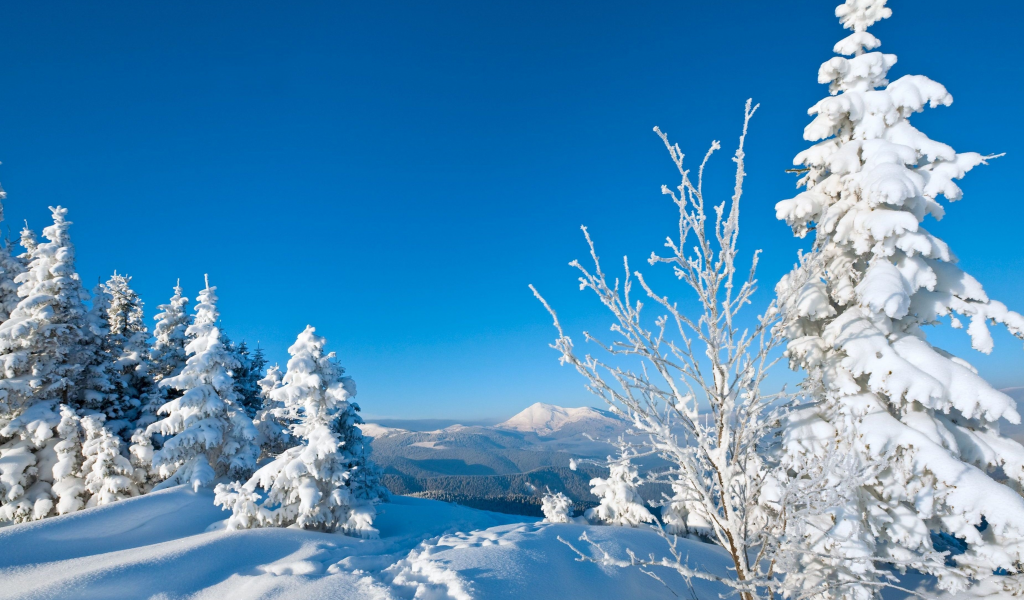 следы, деревья, snow, снег, зима, елки, дерево, природа, winte