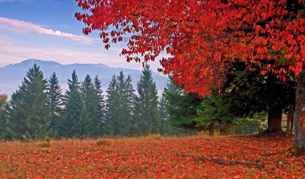 autumn, colors, trees, mountain, leaves, grass