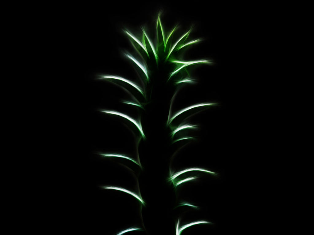 растение, лепестки, зелёное, чёрный фон