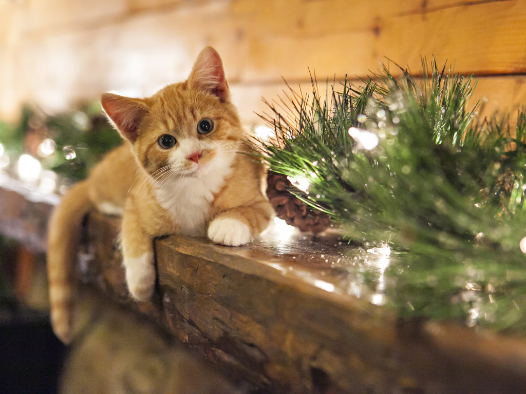 kitten, christmas, view, smile